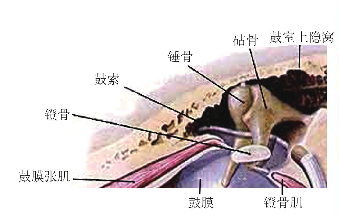 四、鼓室肌的生理功能