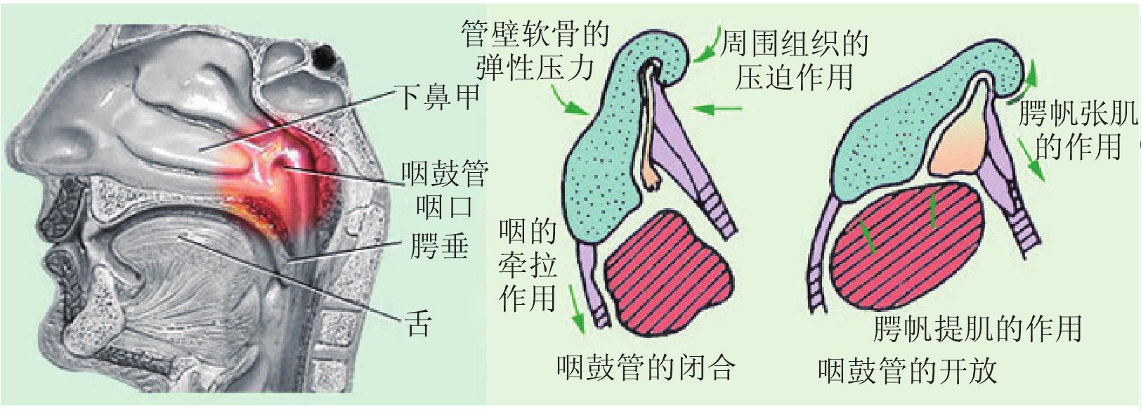 五、咽鼓管的生理功能