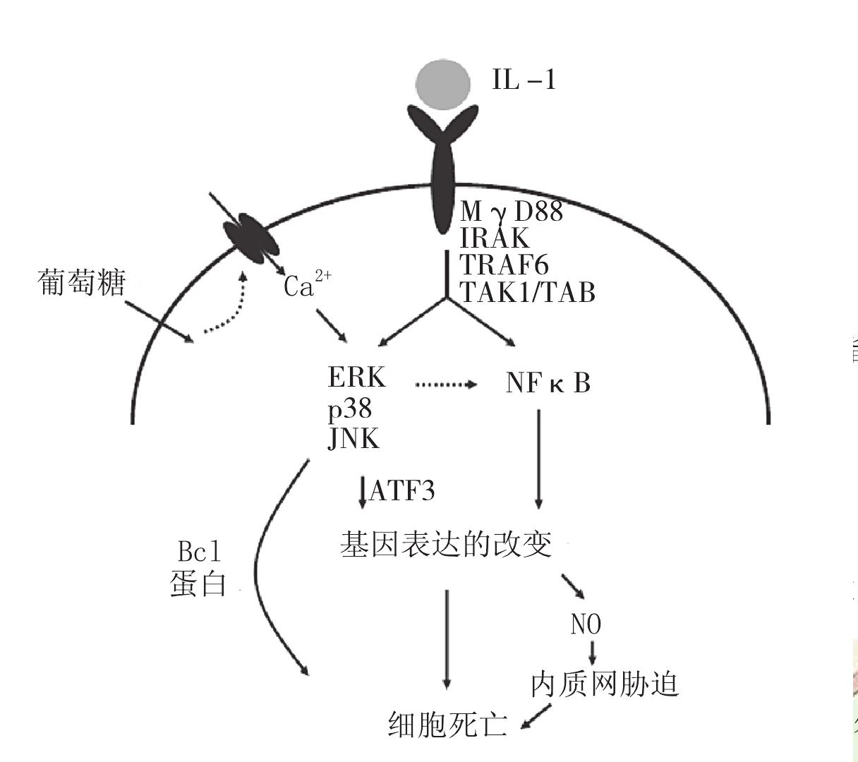 一、IL-1在1型糖尿病及其并发症中的作用机制