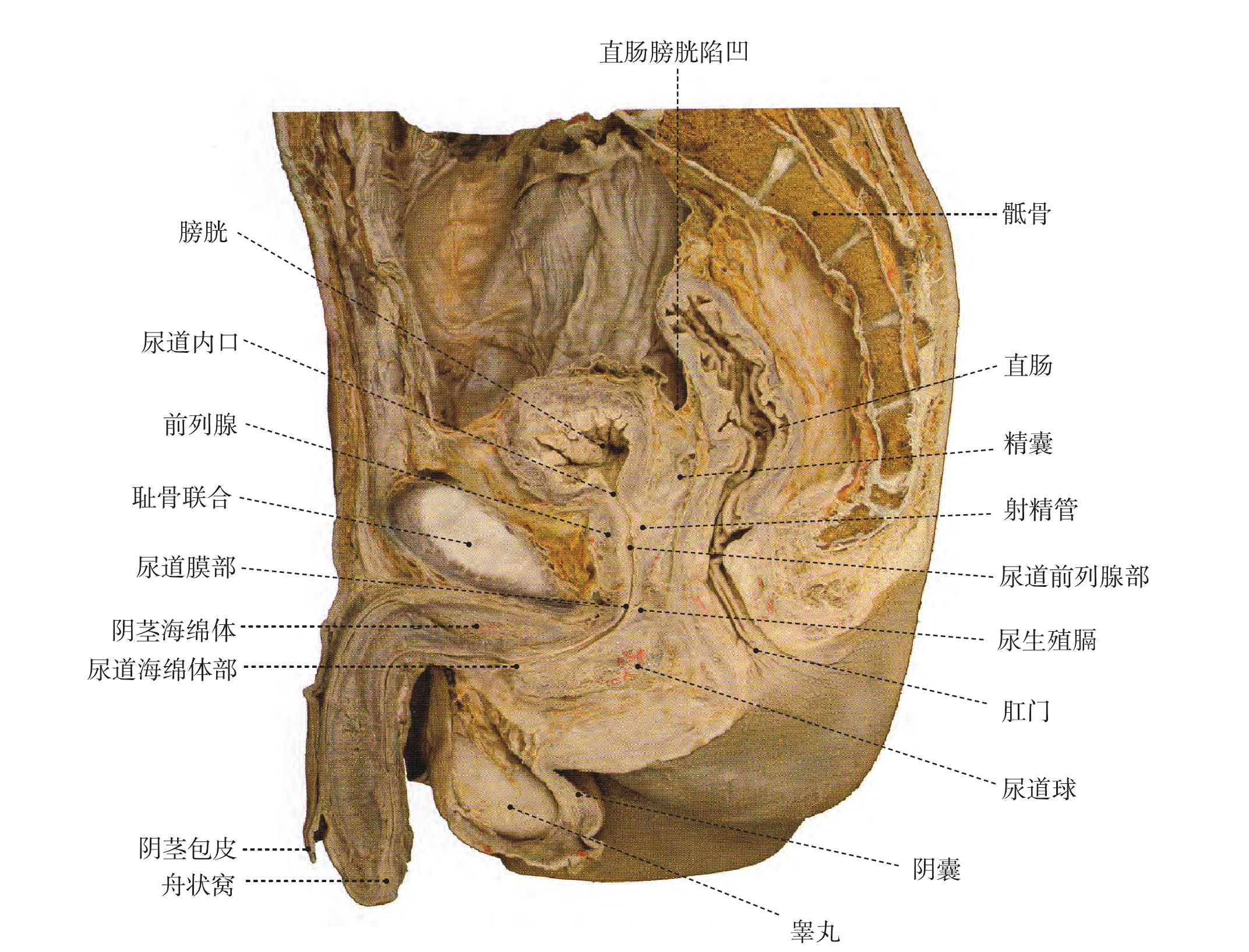 男性直肠解剖图图片