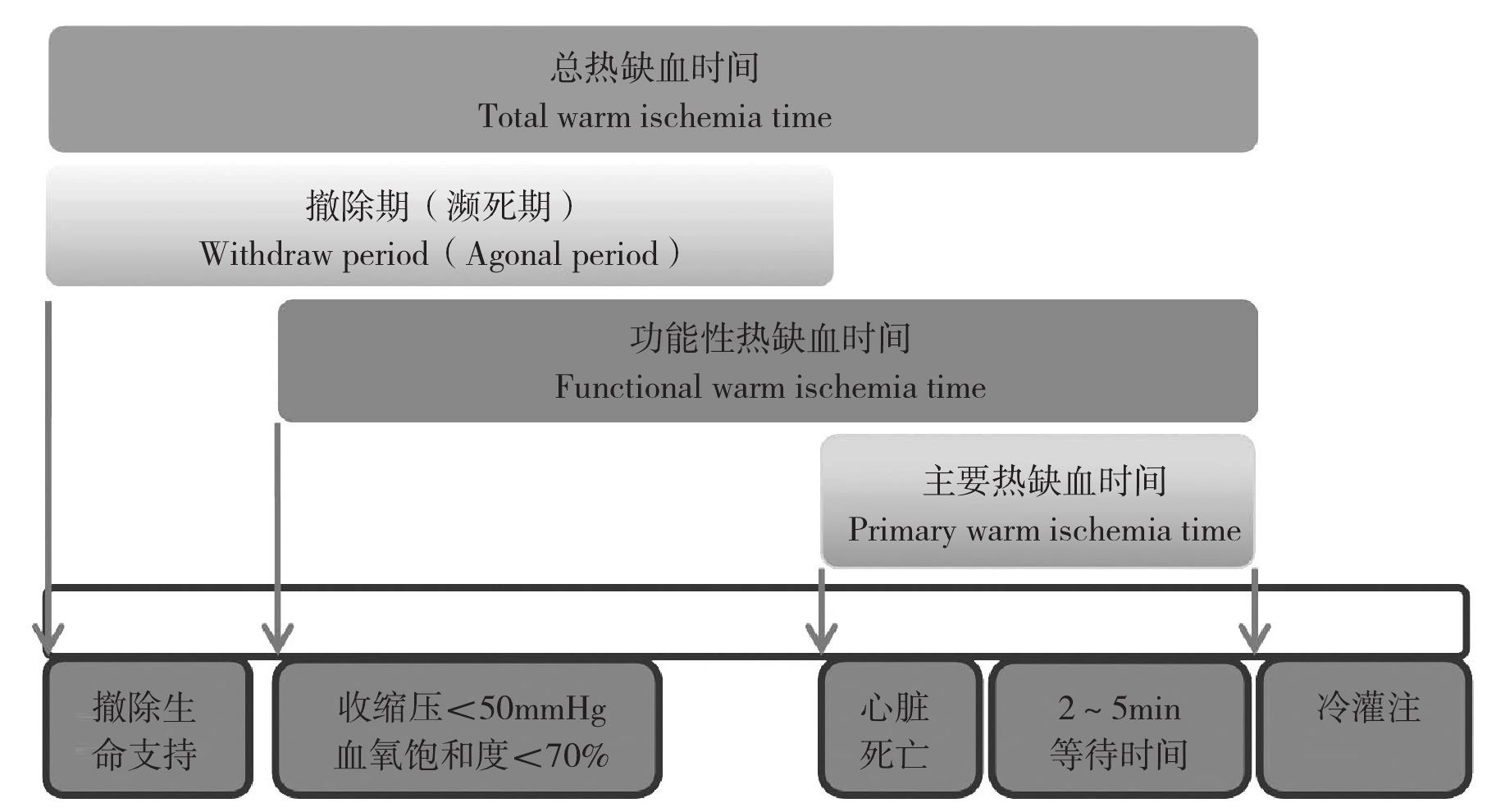 一、熱缺血時(shí)間定義
