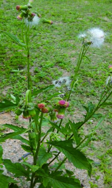 野茼蒿