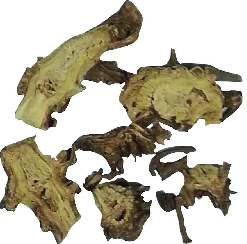 藁本(根莖及根)