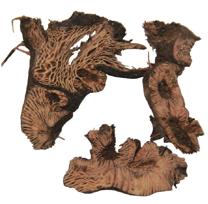 升麻(根莖)