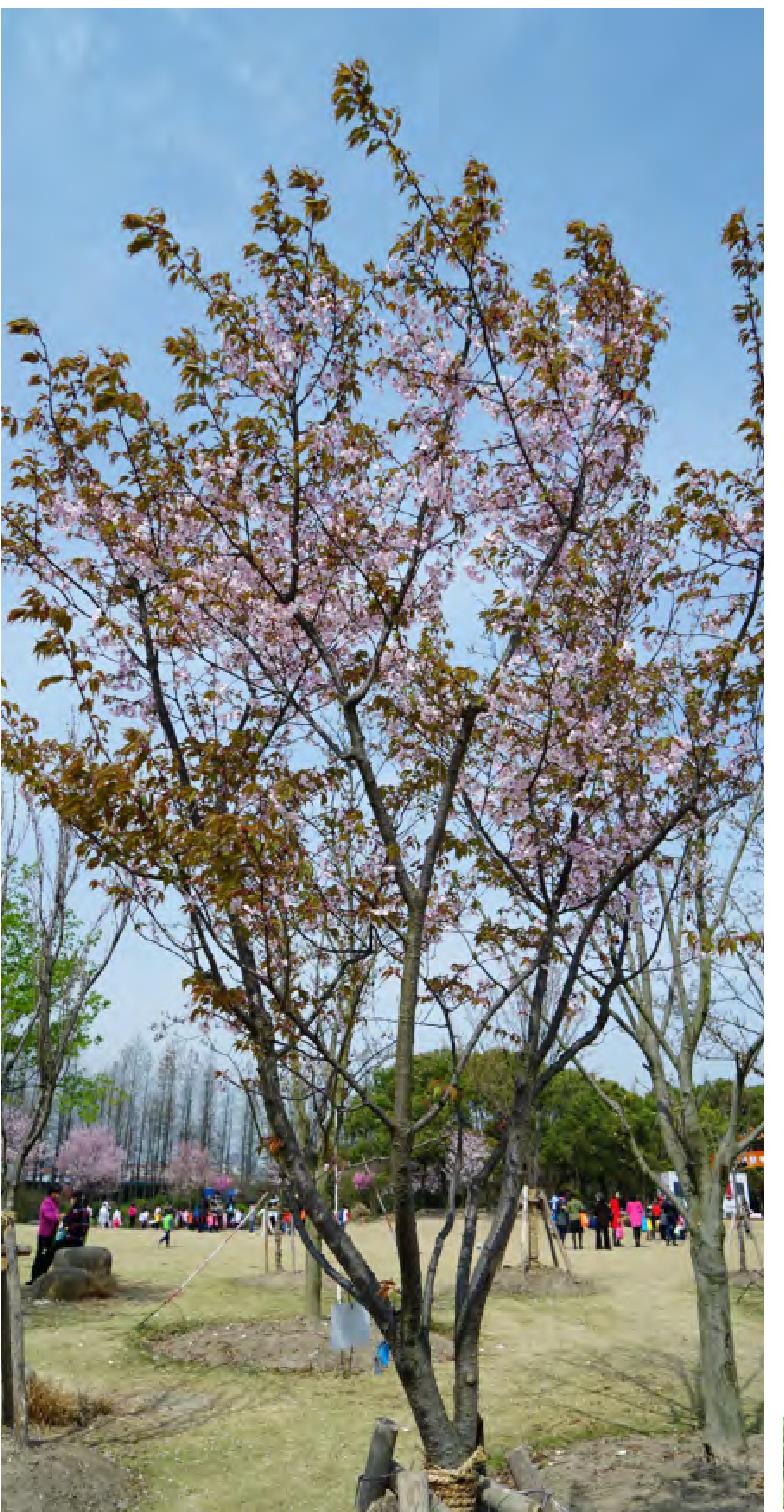 仙台屋日本山樱