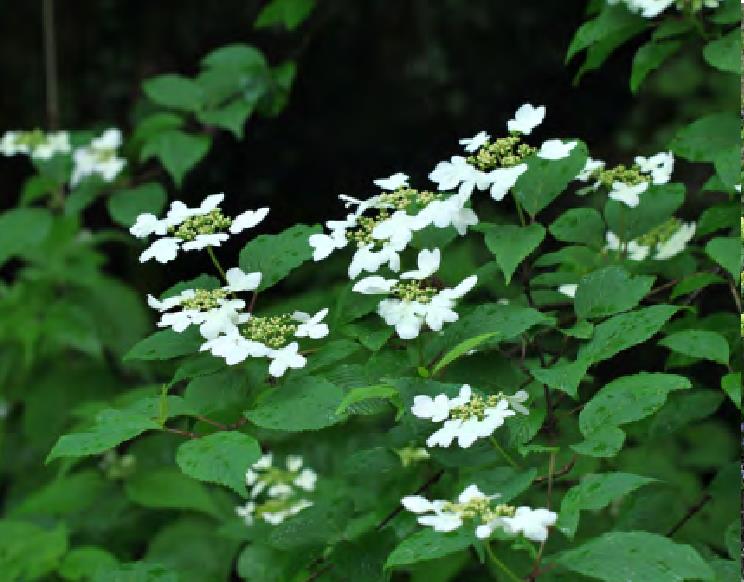 蝴蝶戏珠花