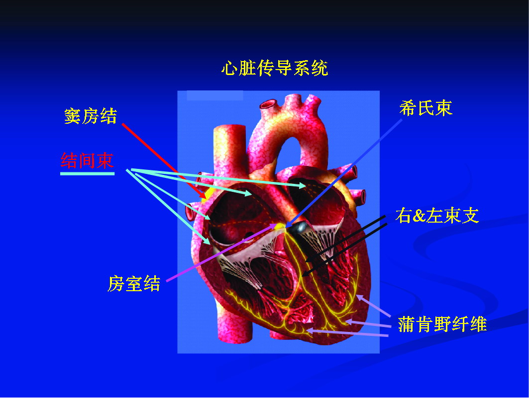 四、心脏的传导组织与心脏除极