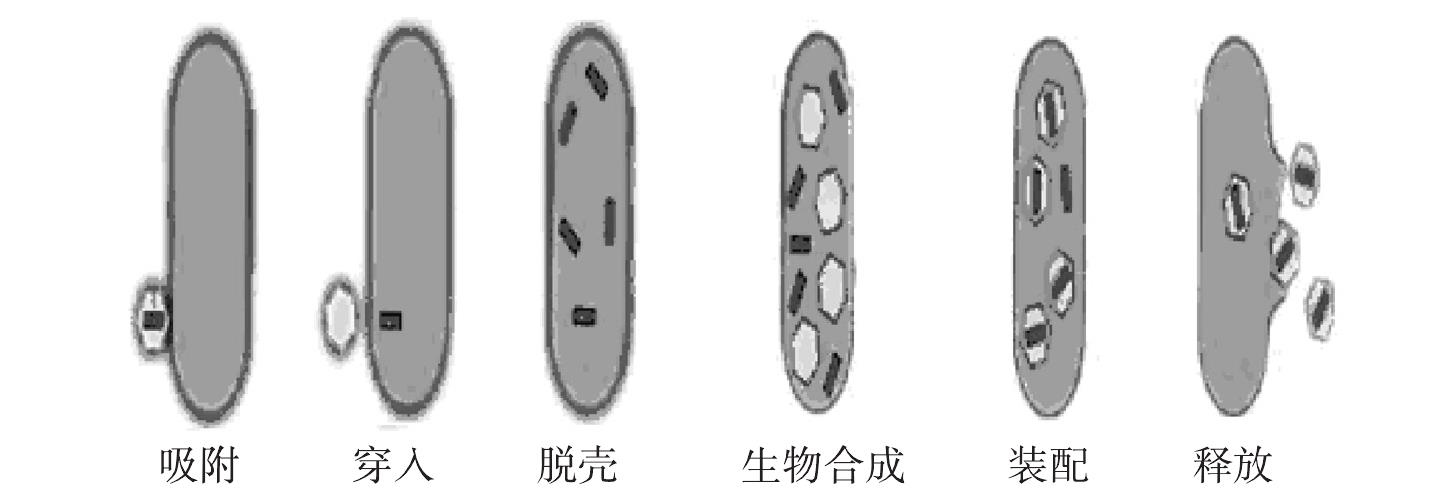 第二節(jié) 病毒的增殖