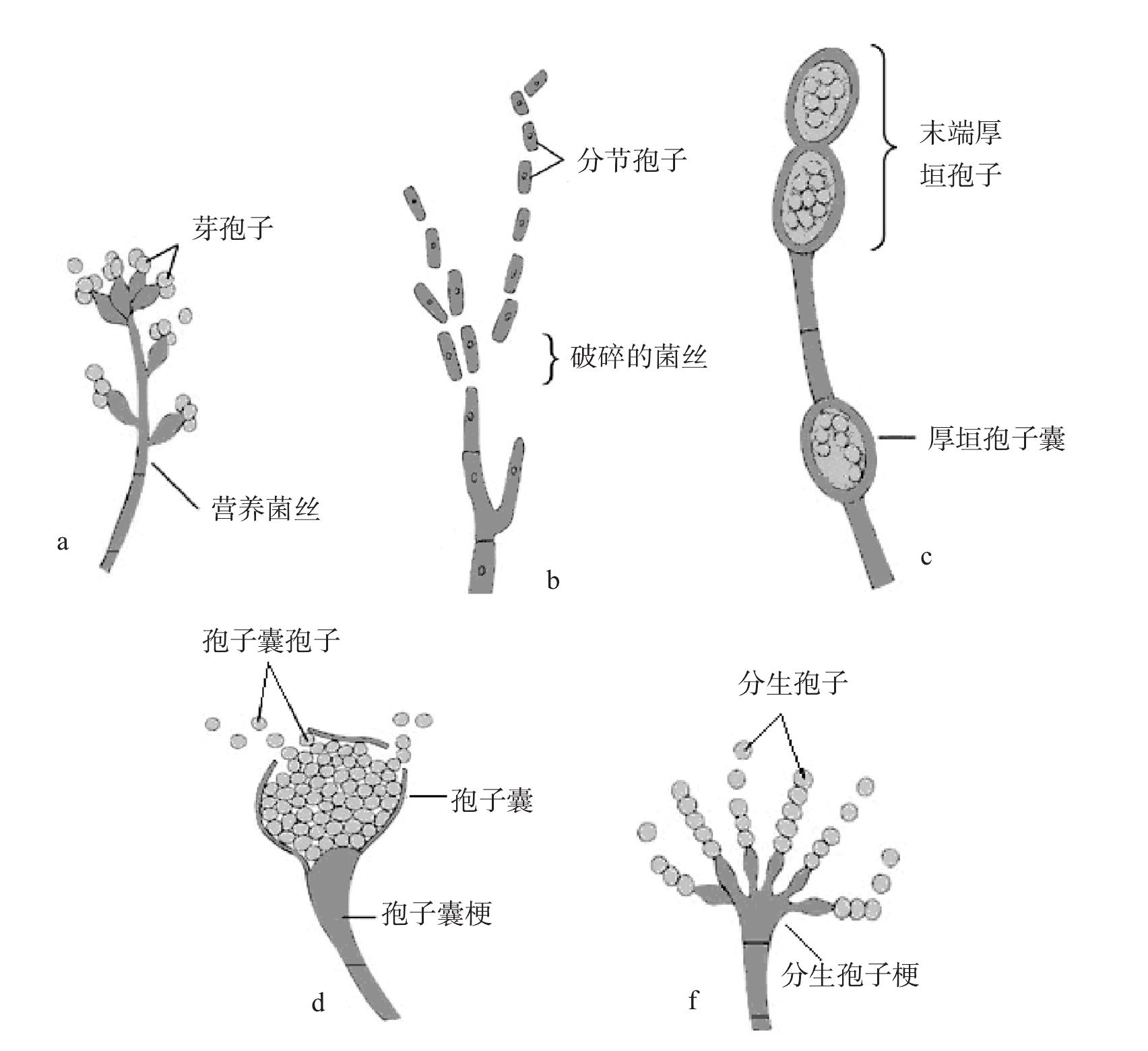 第二節(jié) 真菌的繁殖