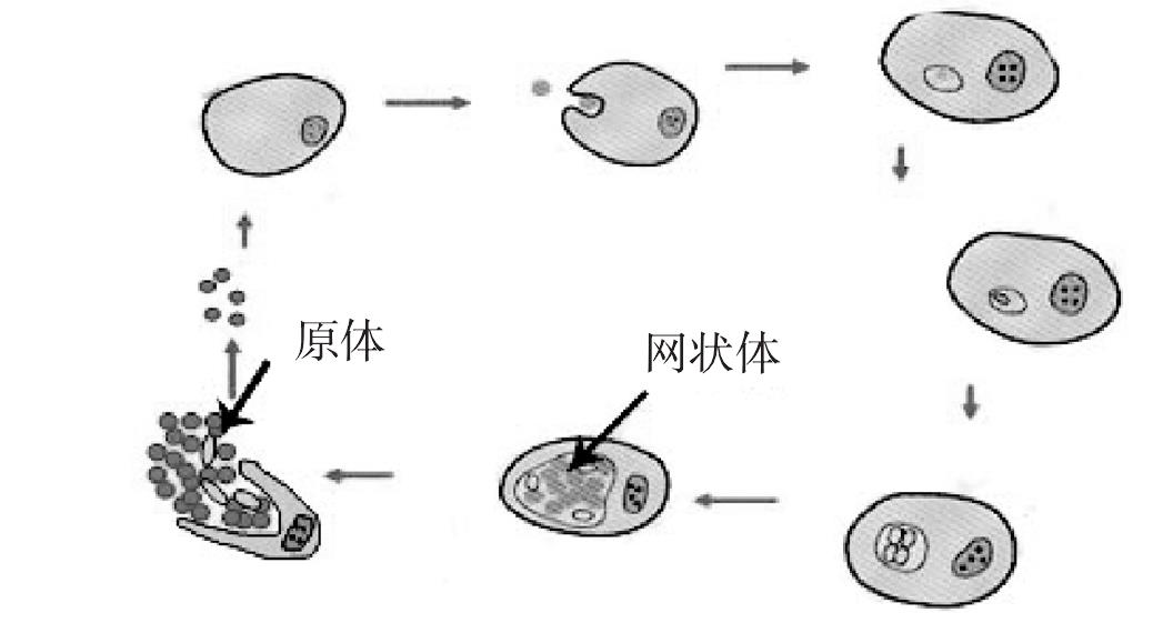 第四節(jié) 衣原體