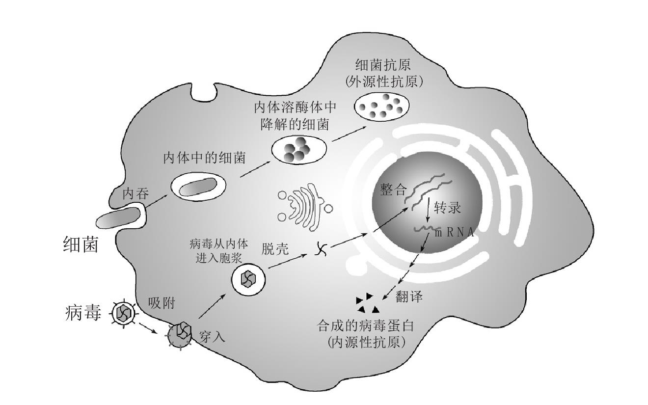 第三節(jié) 抗原的類型