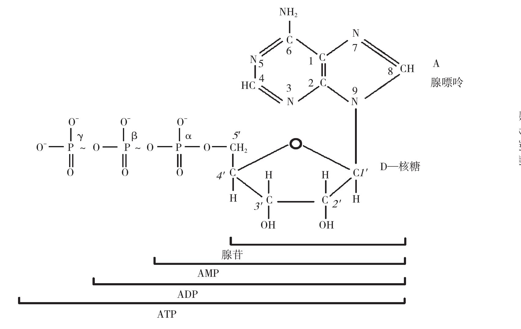 一、ATP 的作用和代謝