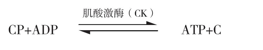 二、CP 的作用和代谢