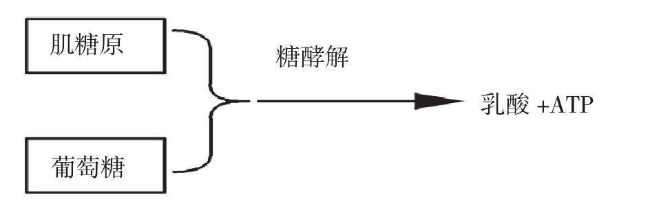 一、運動中肌肉內糖無氧代謝的基本過程