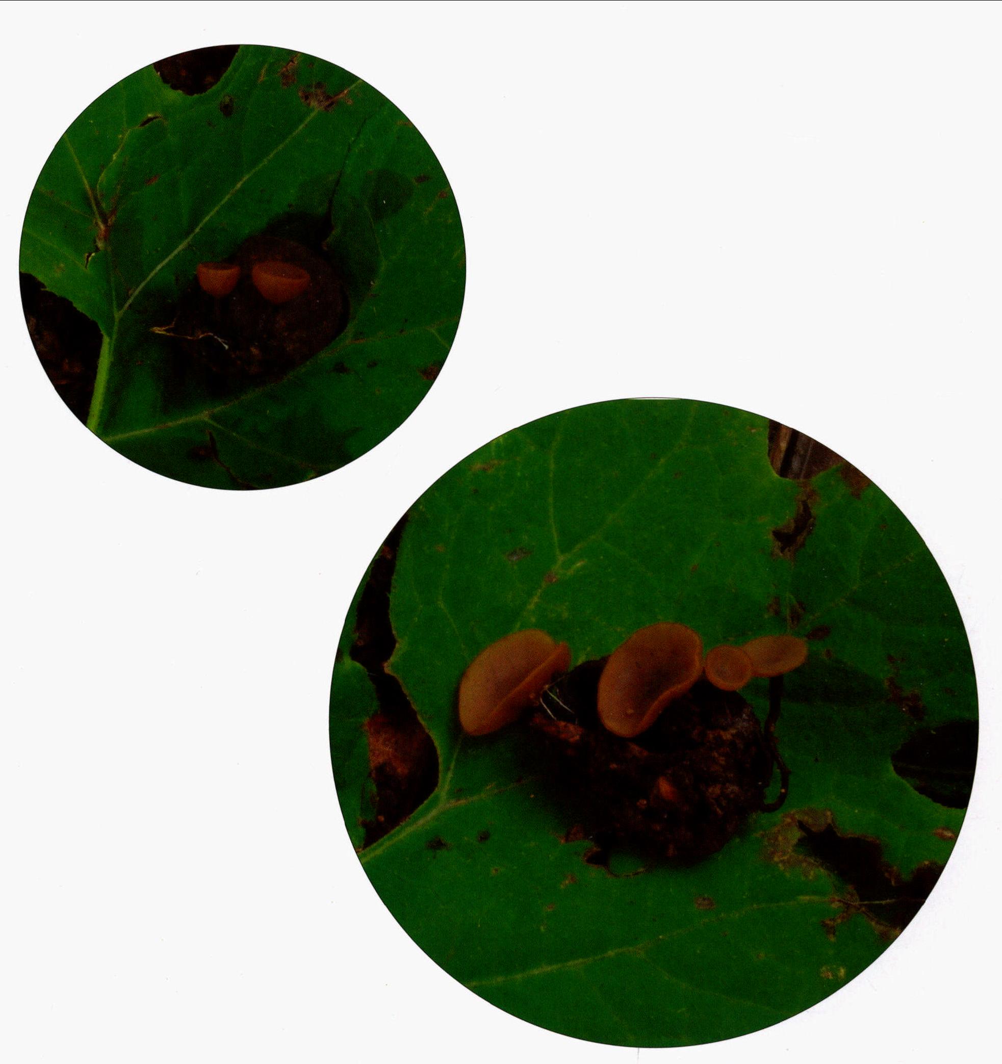 栎杯盘菌
