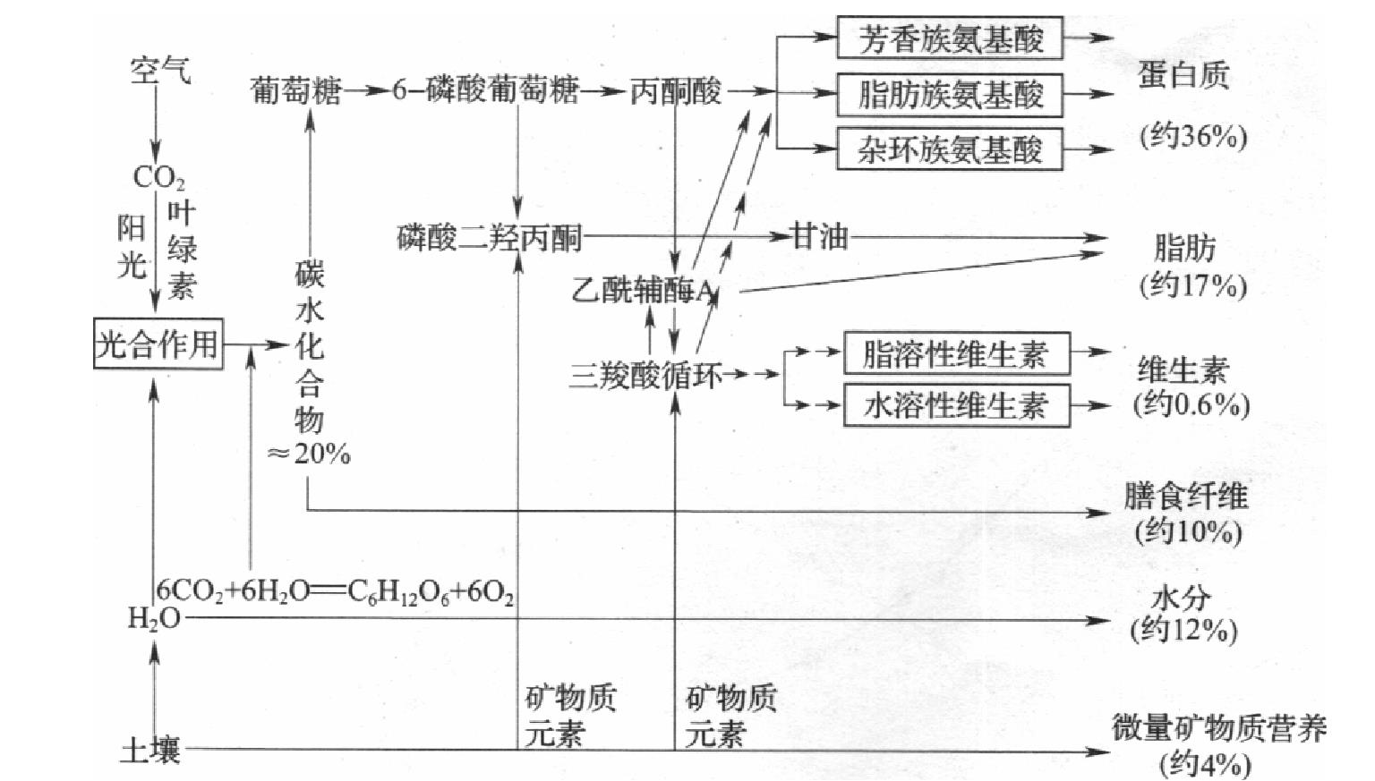 二、大豆營養(yǎng)素的合成規(guī)律與良種繁育