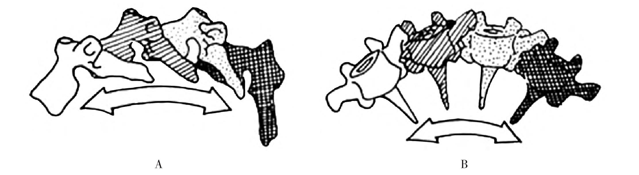 二、脊柱運(yùn)動(dòng)學(xué)