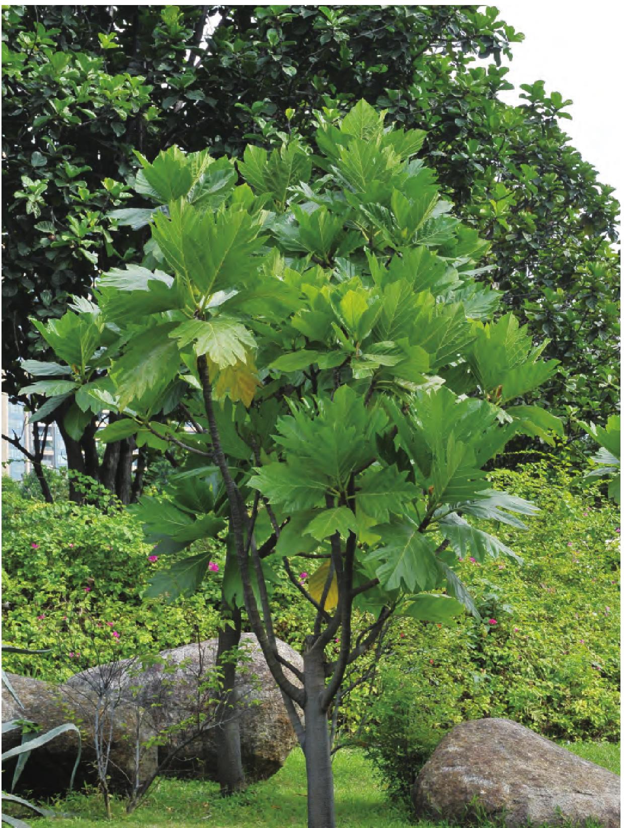 面包樹(shù)