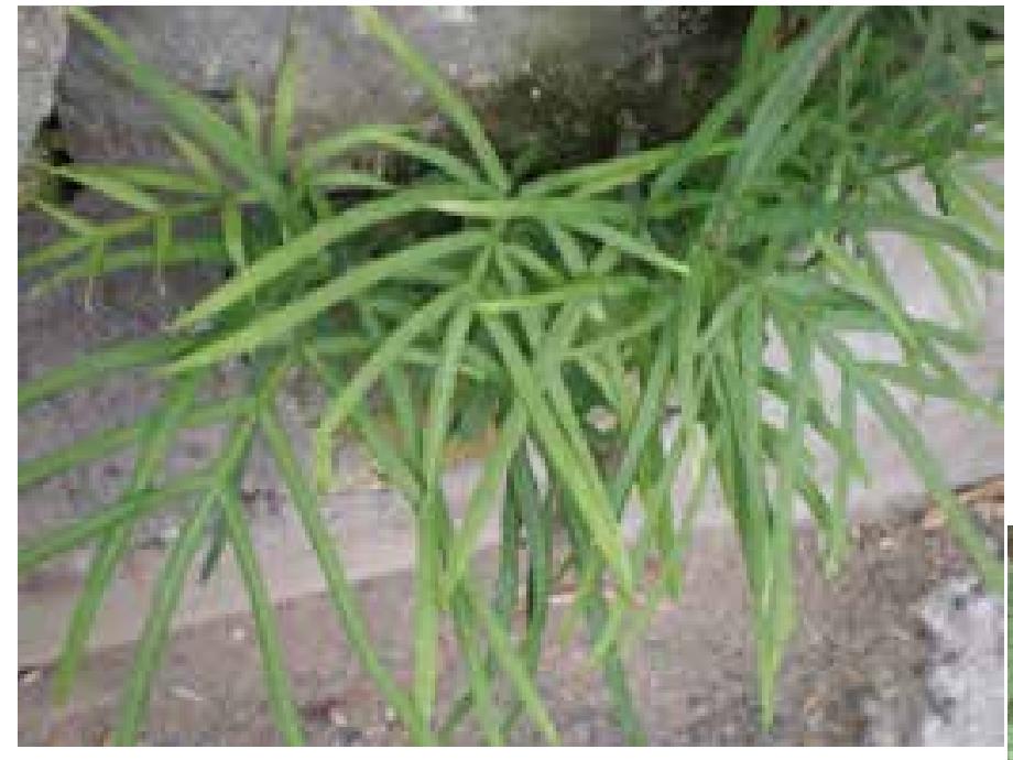 井欄邊草