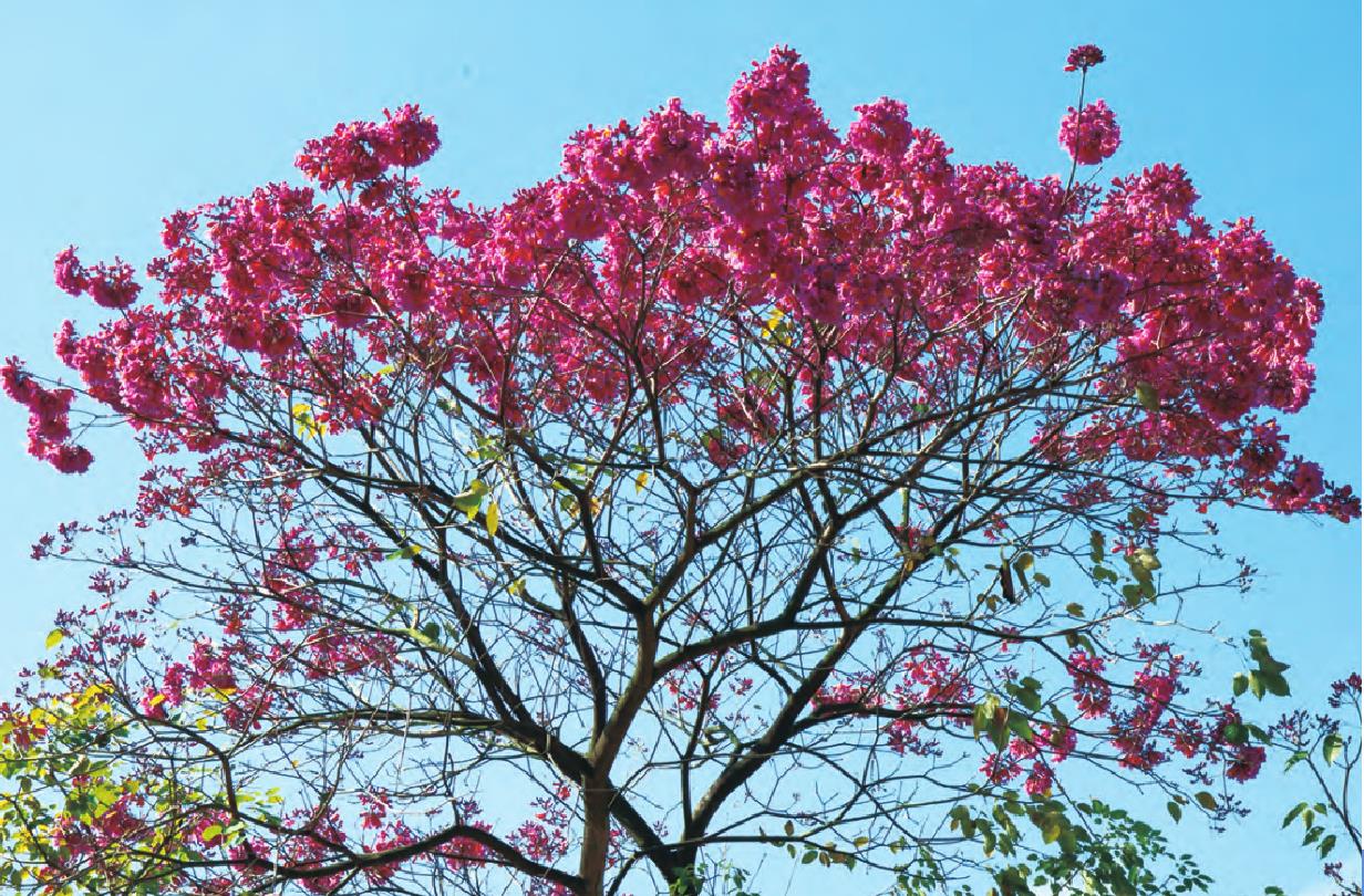 紫花风铃木