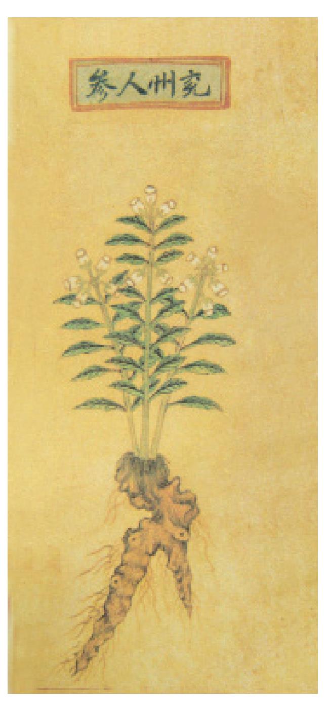 人參