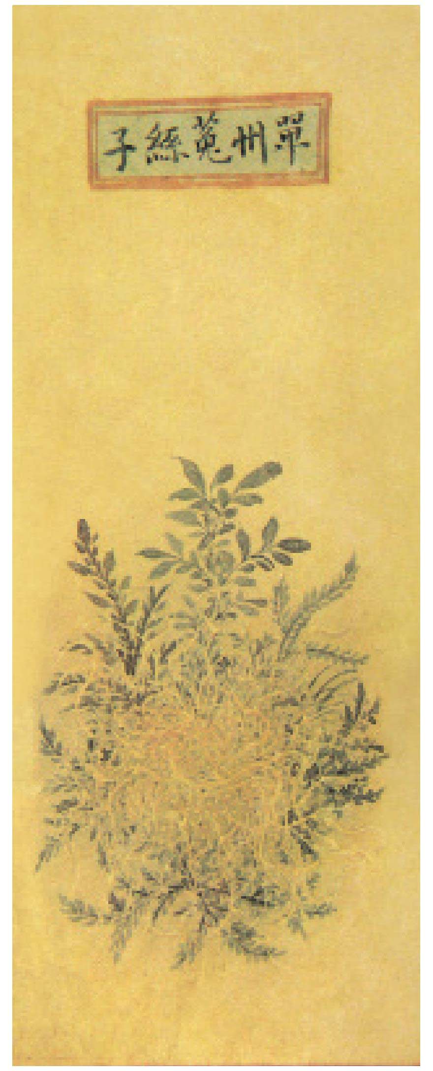 菟絲子