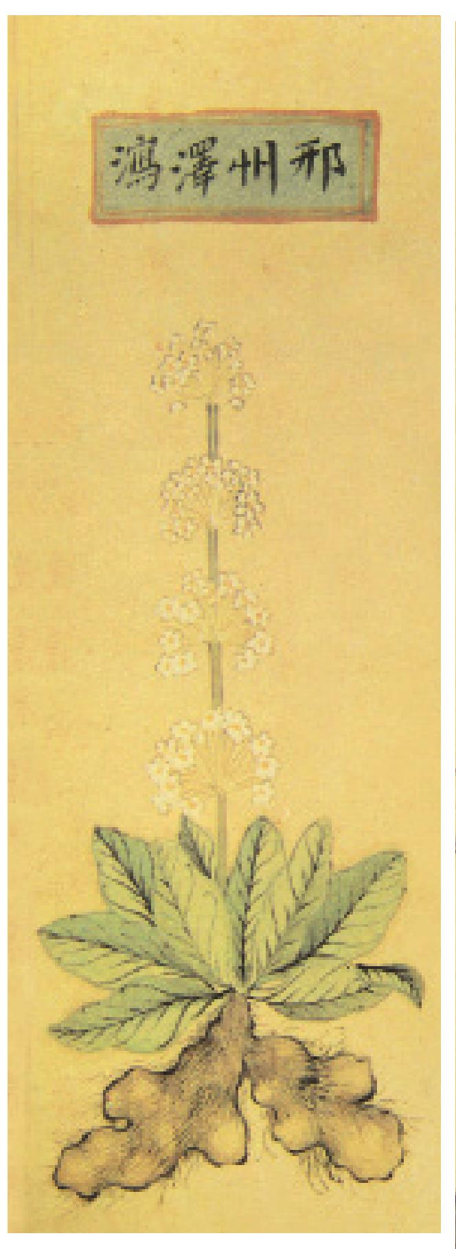 澤瀉
