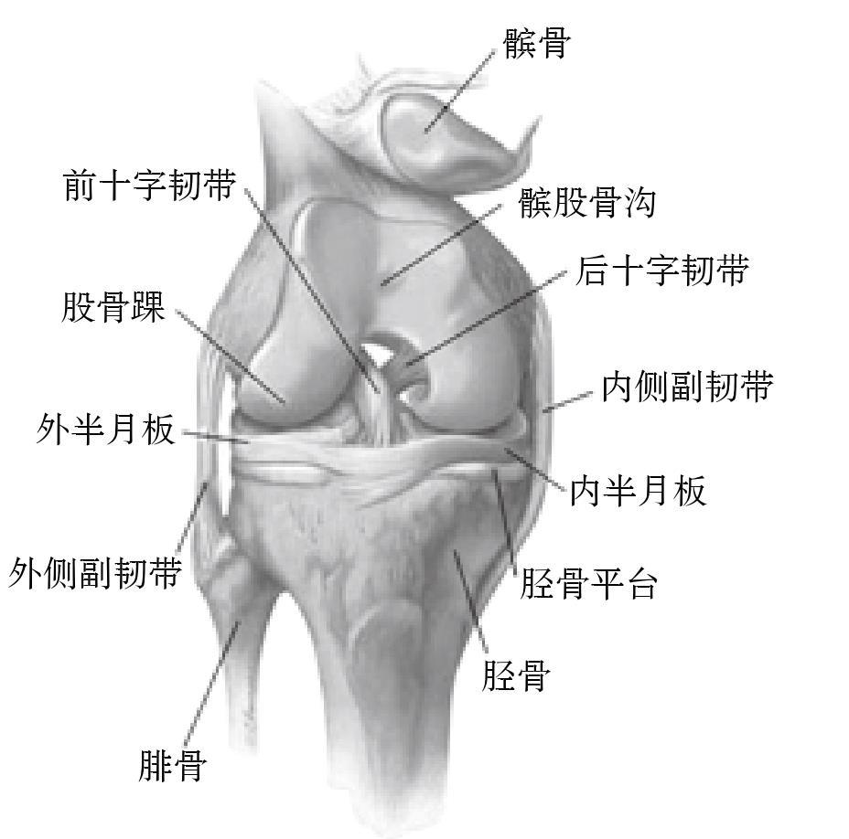 第二節(jié) 半月板損傷