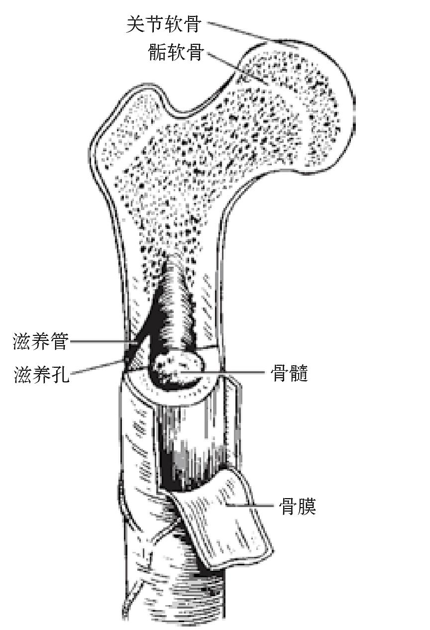 第六節(jié) 骨質(zhì)疏松癥