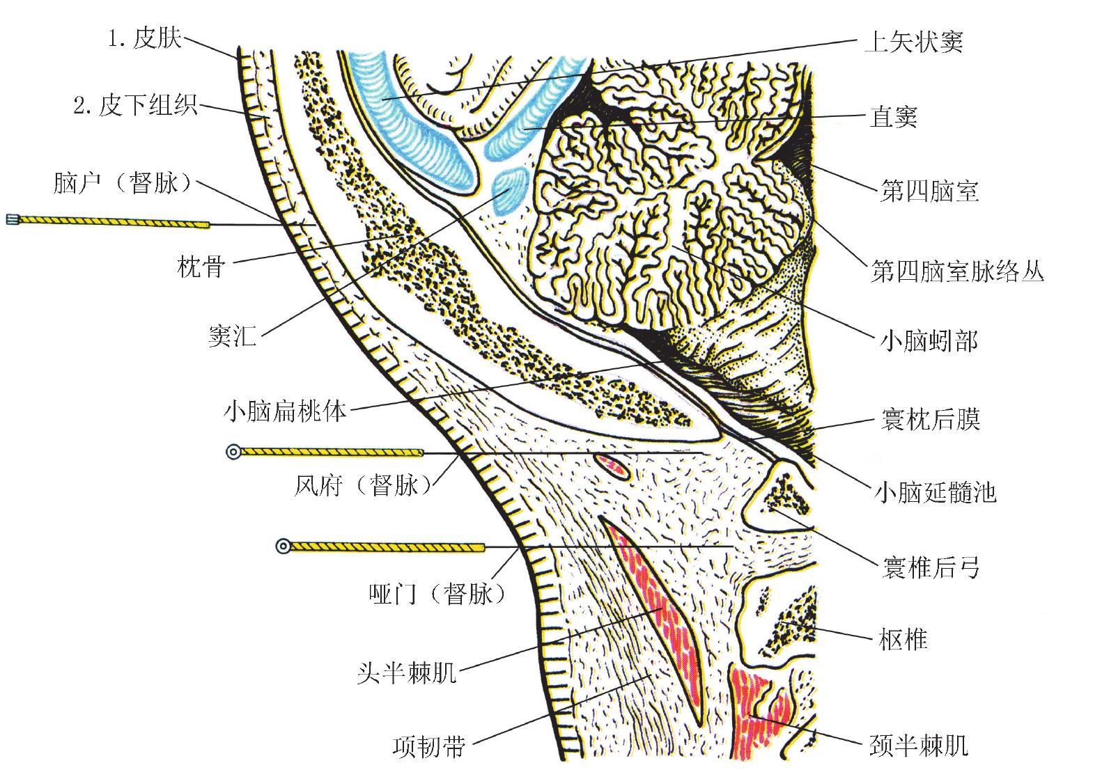 二、哑门GV 15