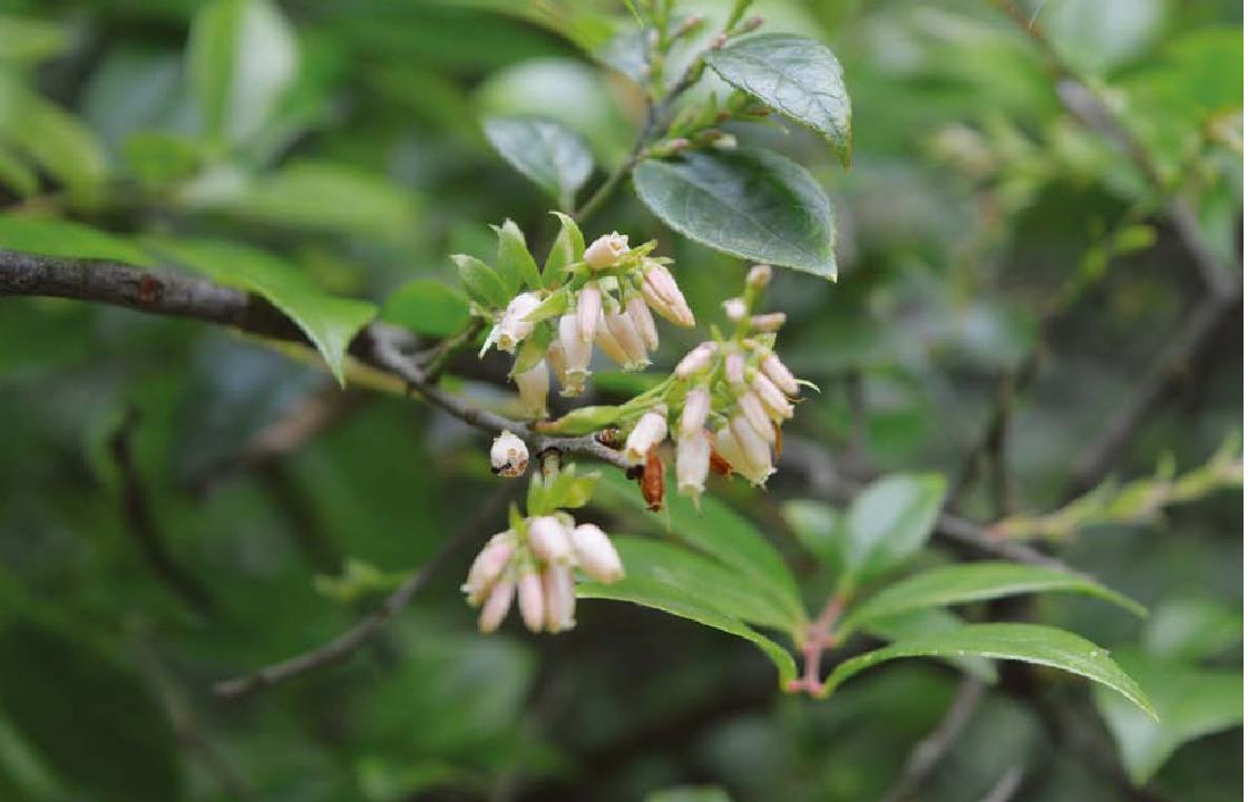 淡红乌饭树