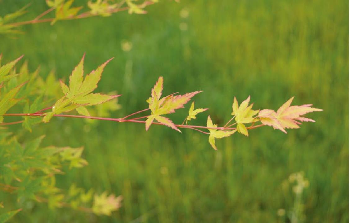 鸡爪槭