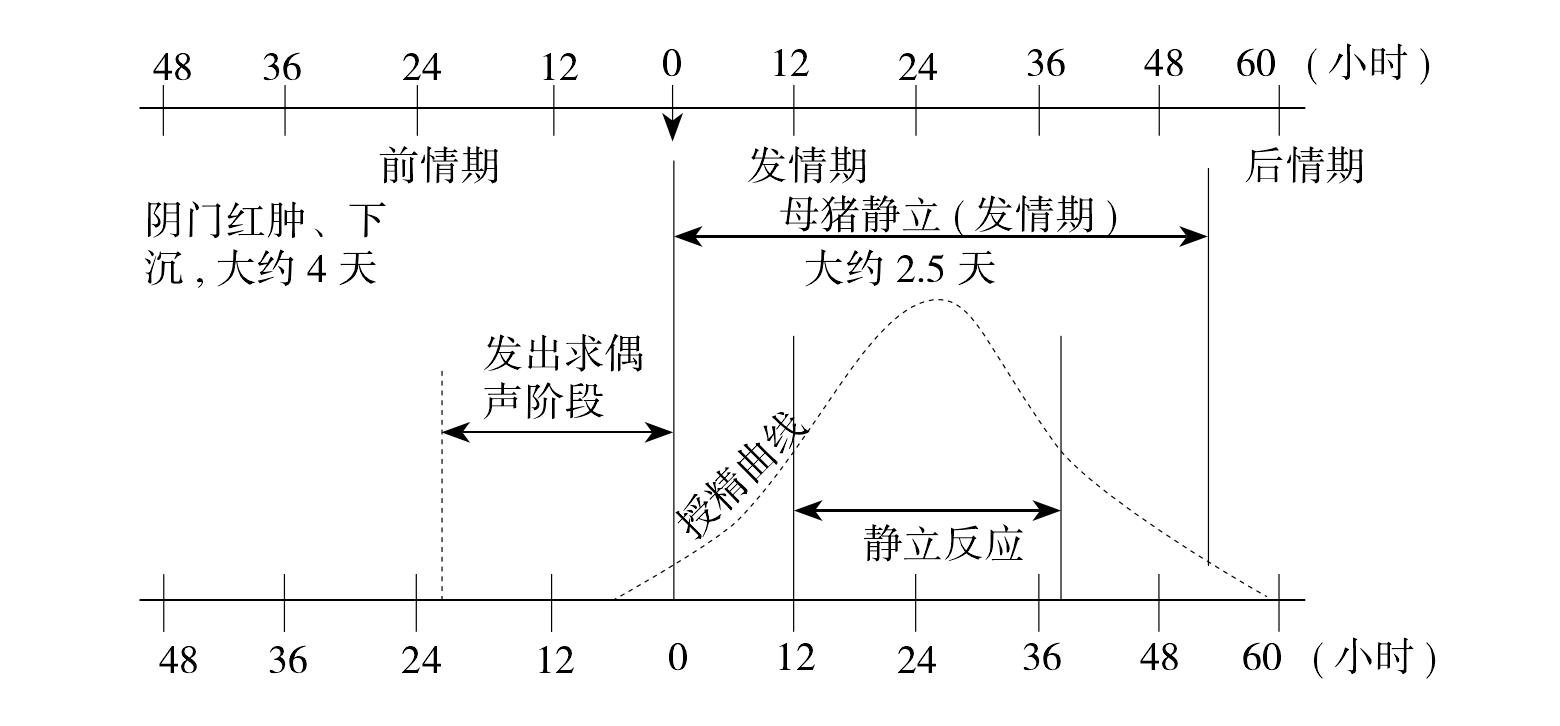 三、配种时间的掌握