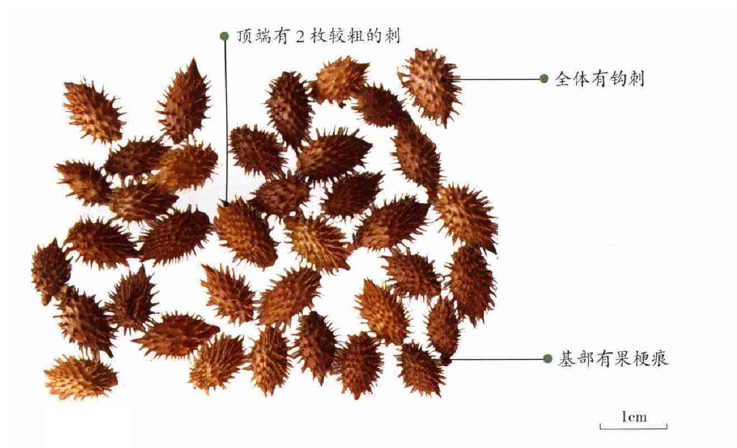 蒼耳子