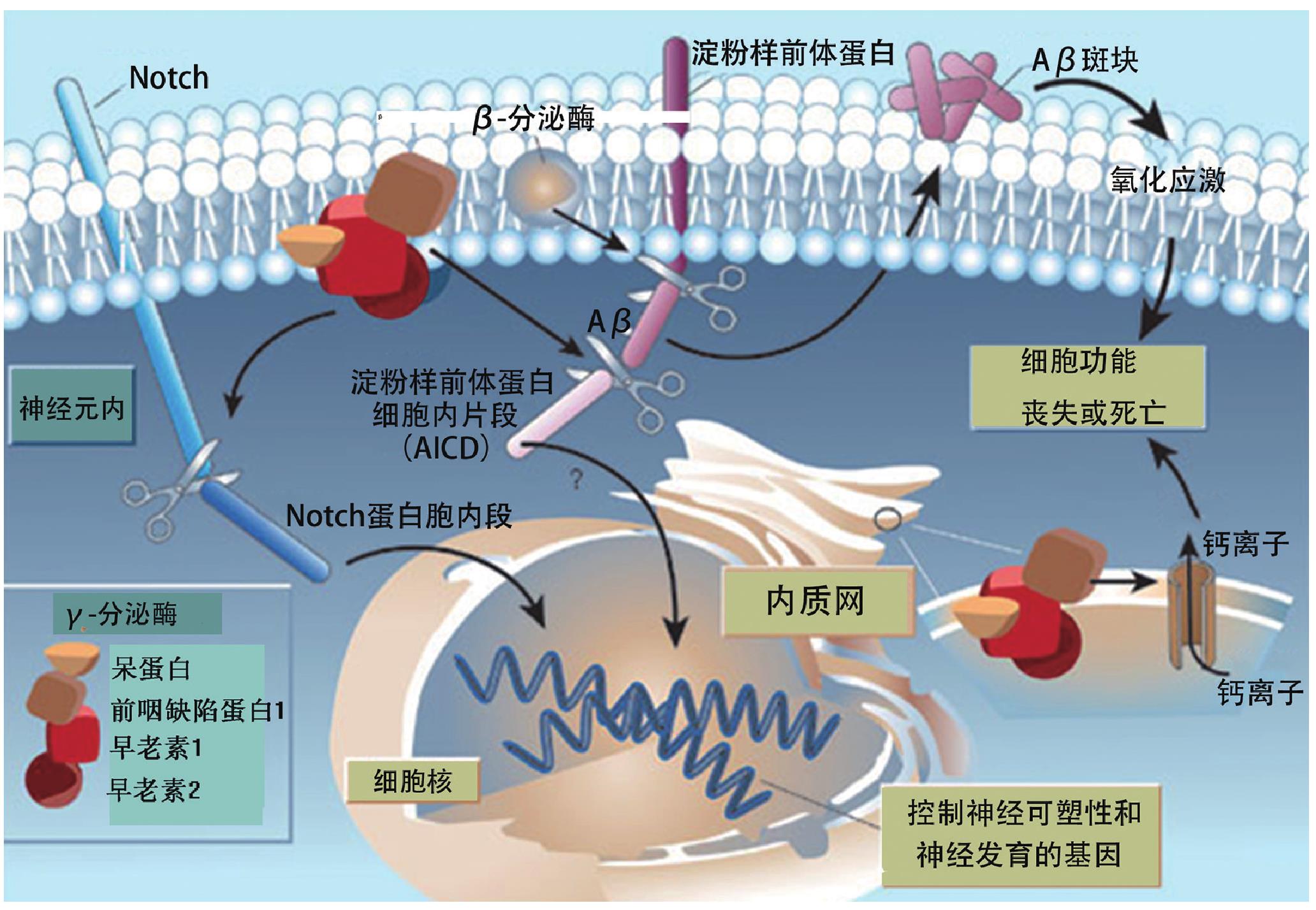四、氧化應(yīng)激學(xué)說