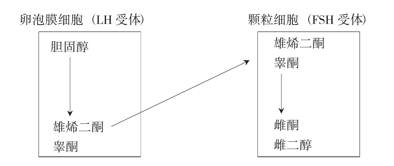 第三節(jié) 卵巢功能及其周期性變化