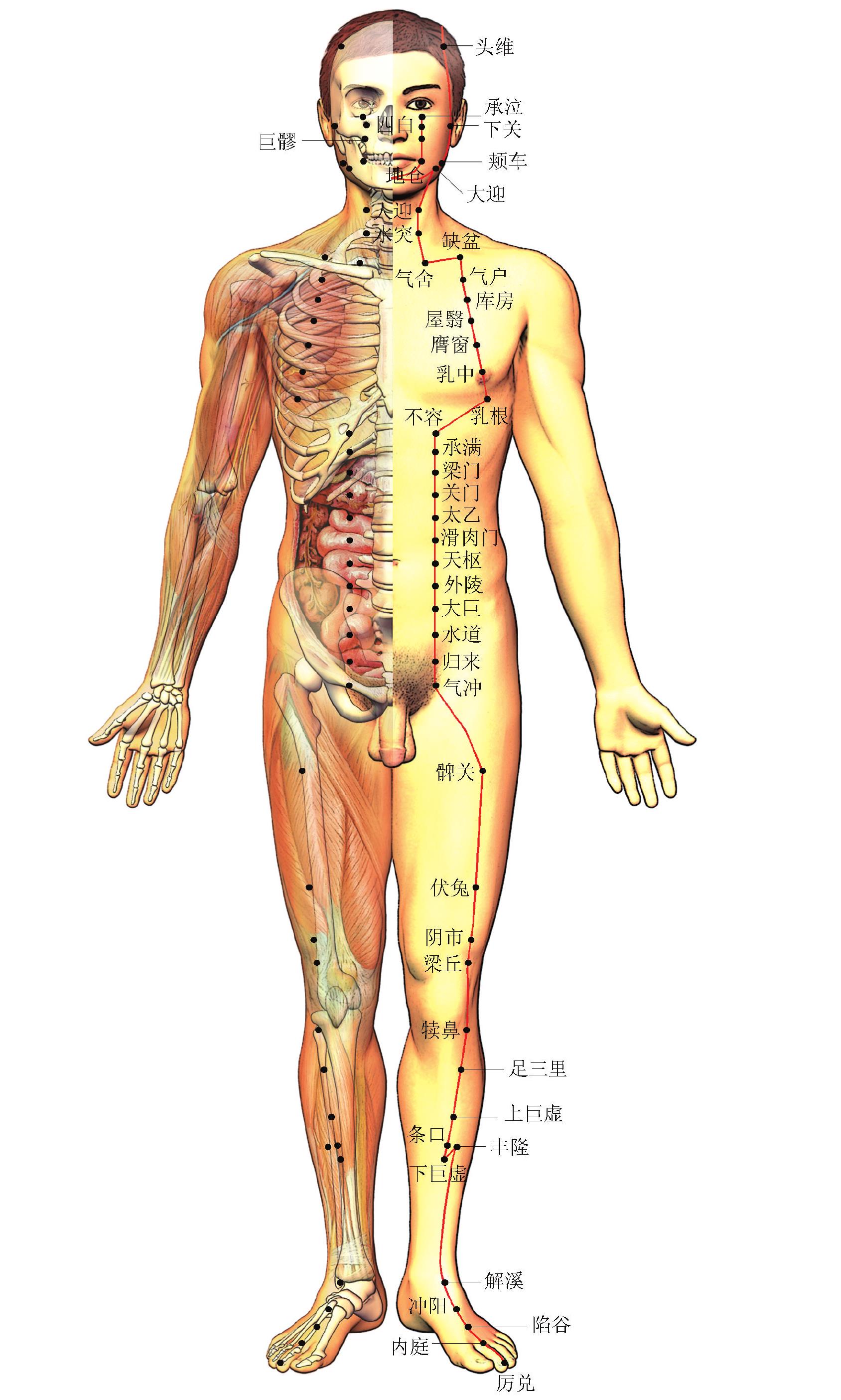 經(jīng)絡(luò)循行與主治