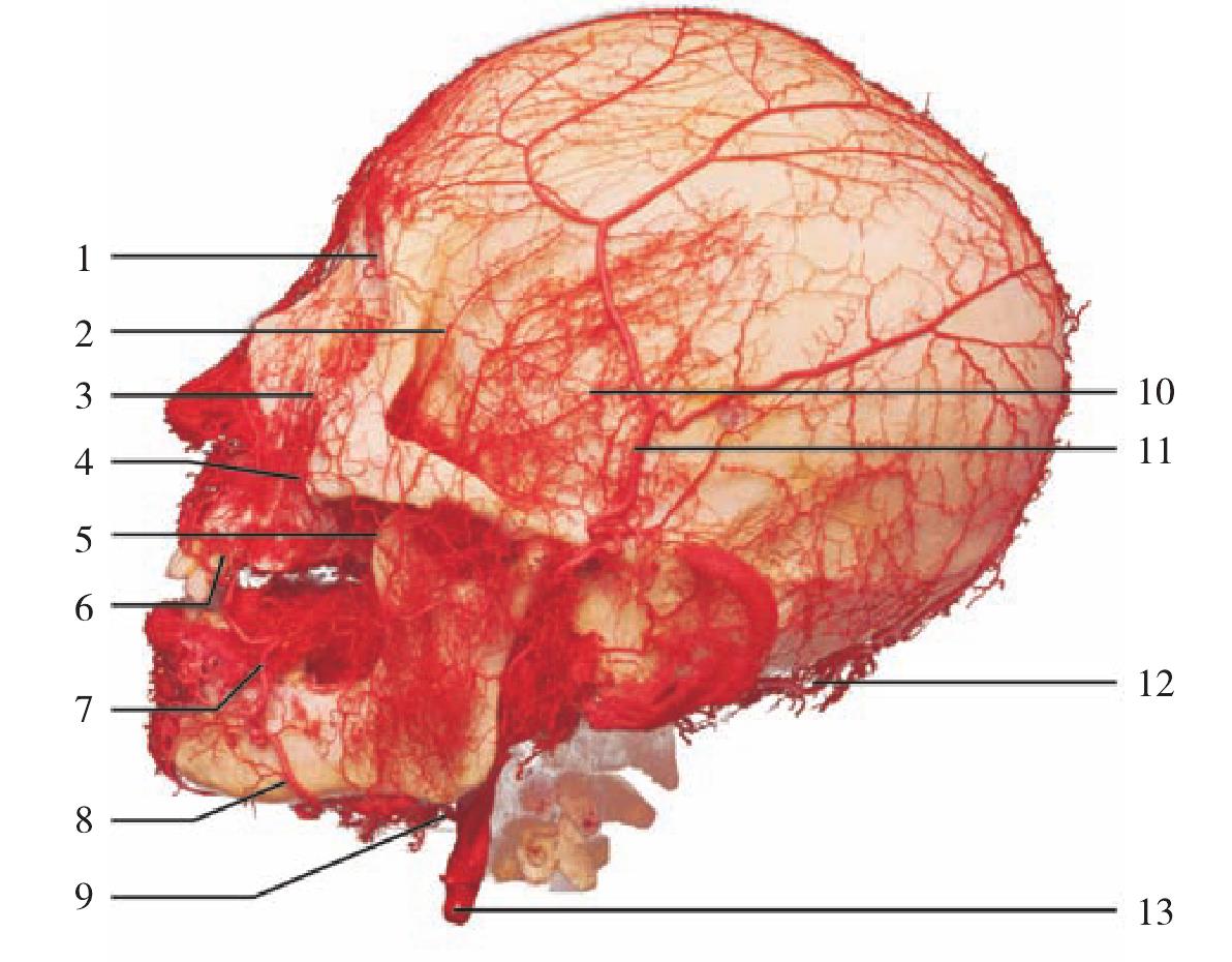 图1-7  头部血管(侧面观)