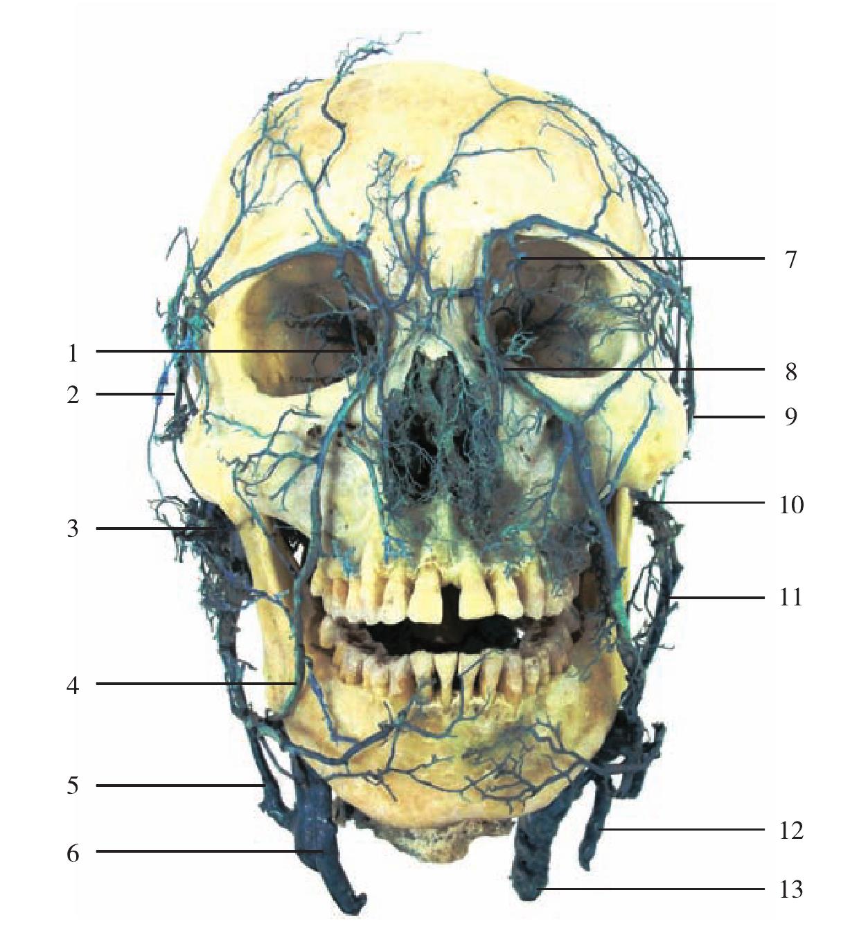 图1-4  头面部静脉(正面观)