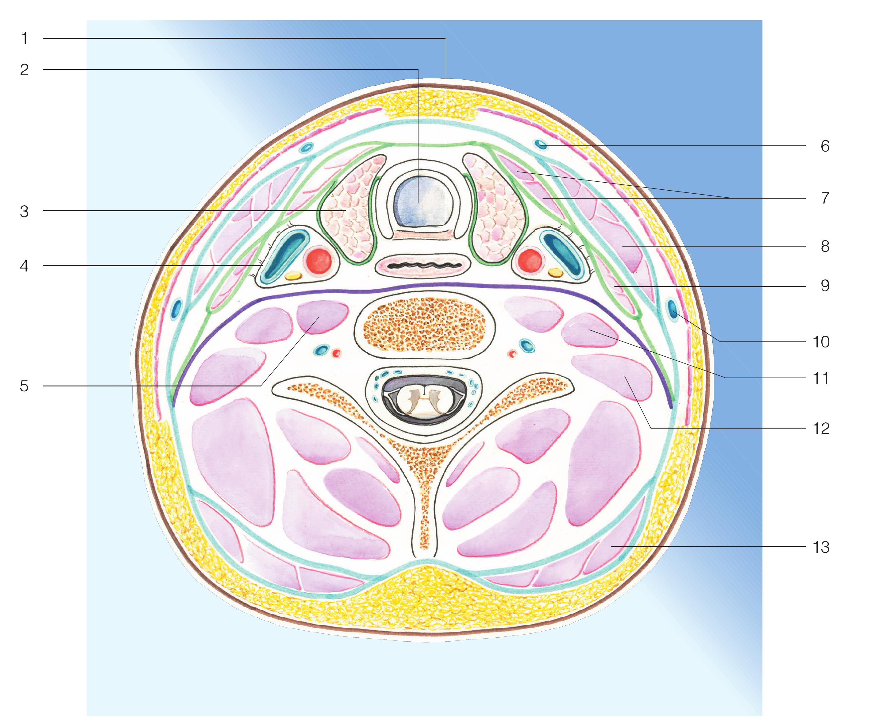 carotidartery图片