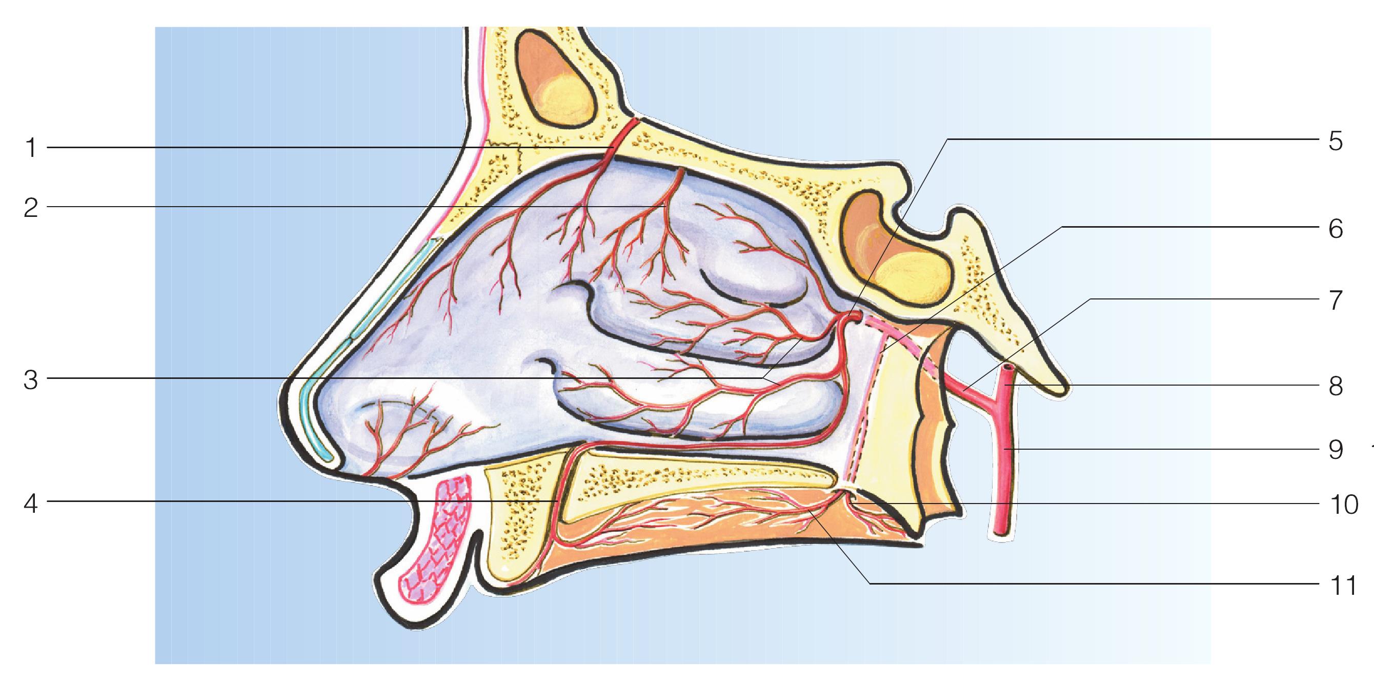 图4.1.2.1 鼻腔右外侧动脉供应