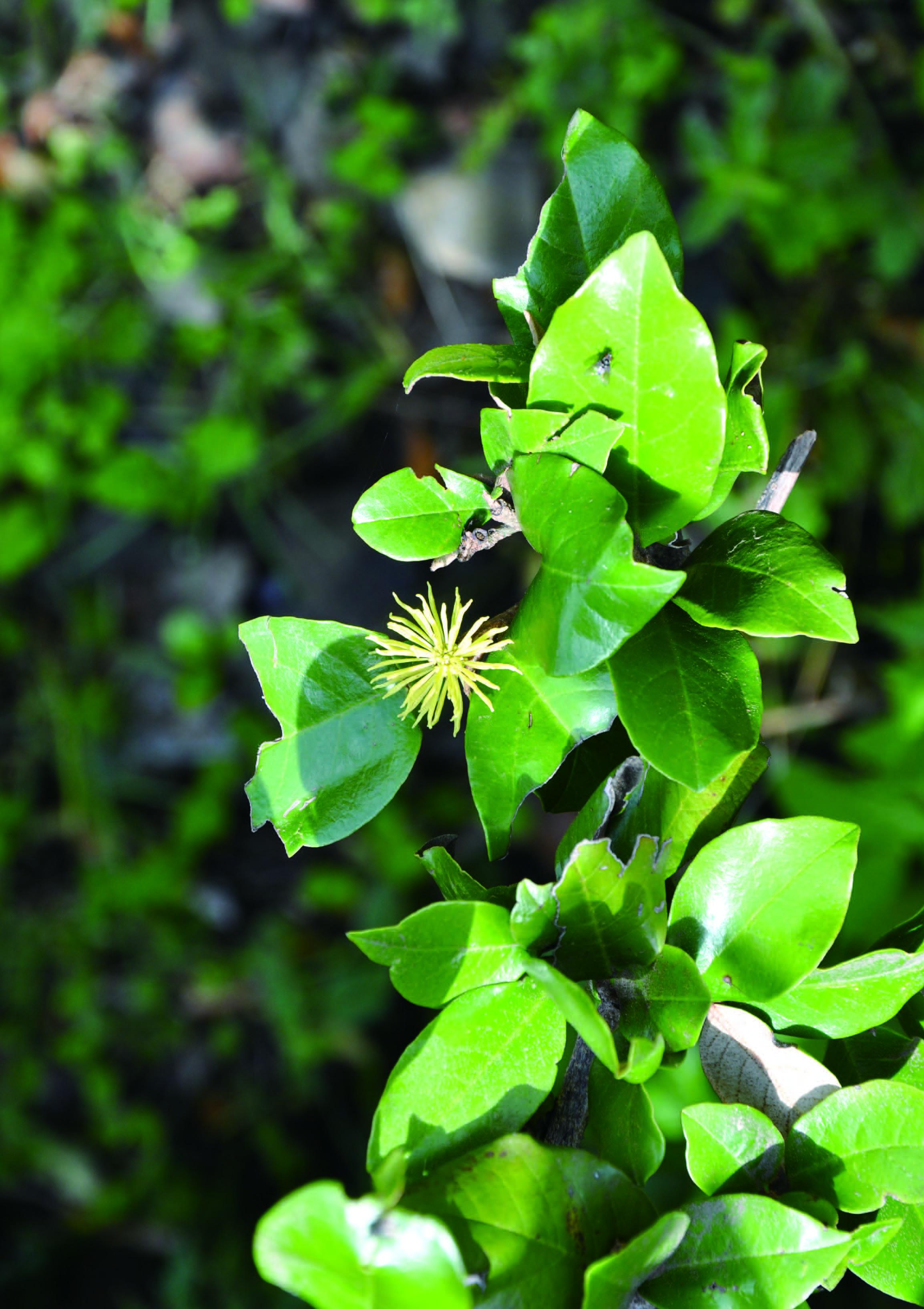 Hamamelidaceae