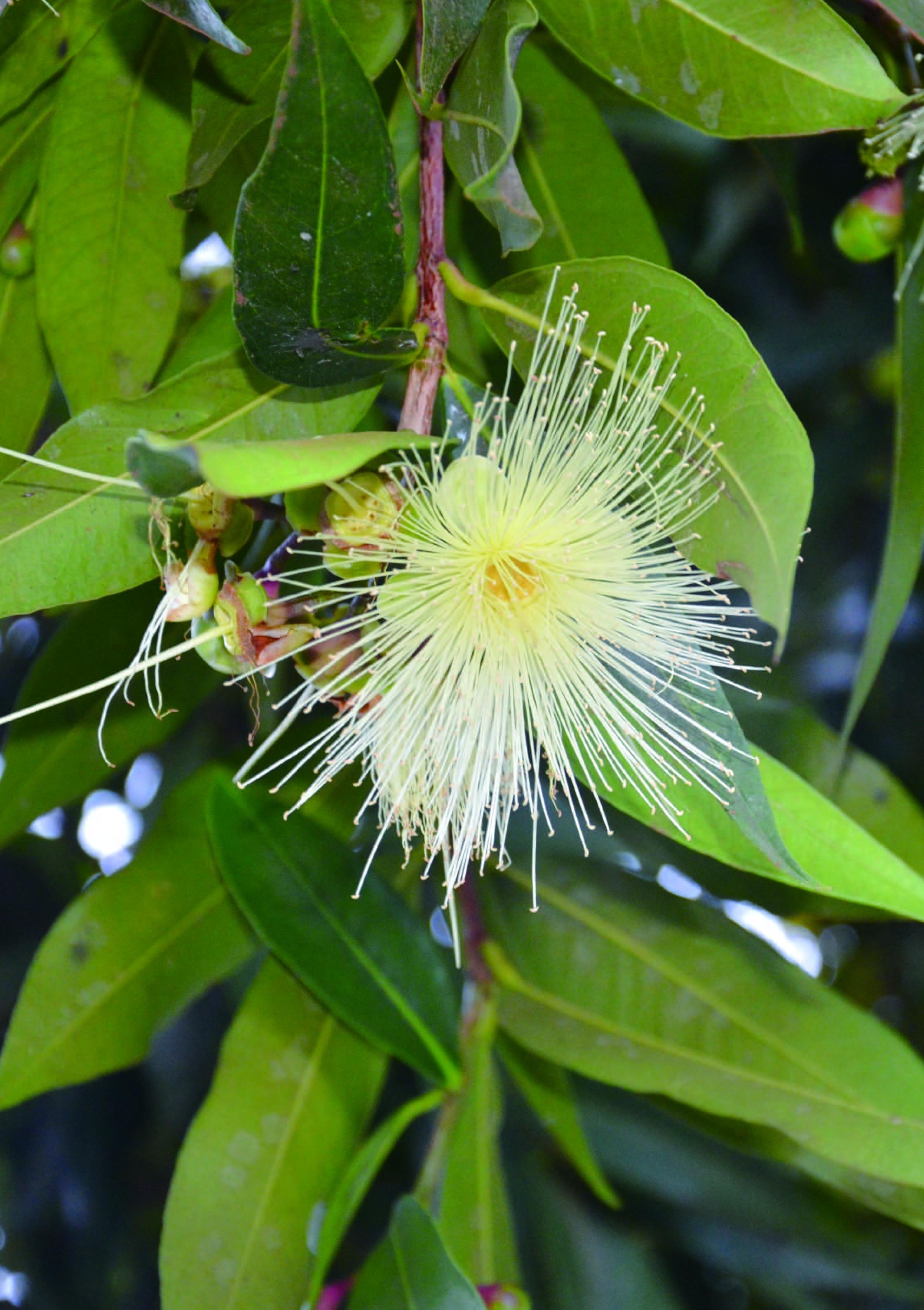 Myrtaceae