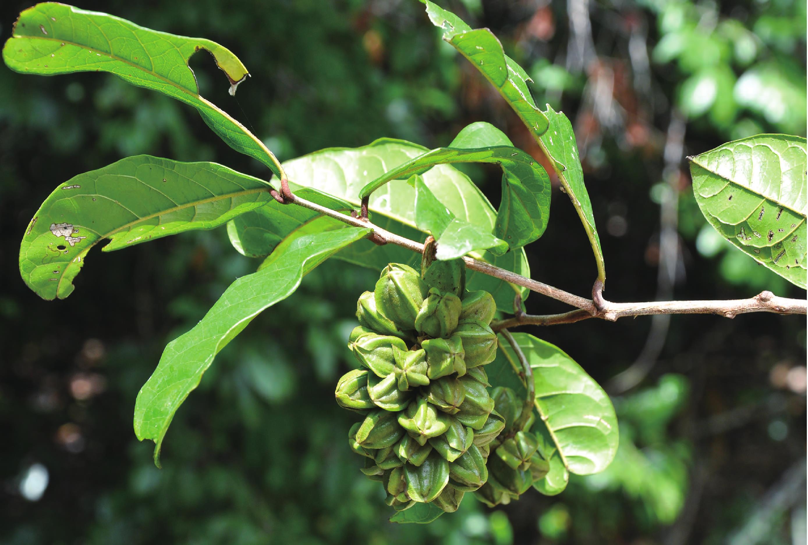 Combretaceae