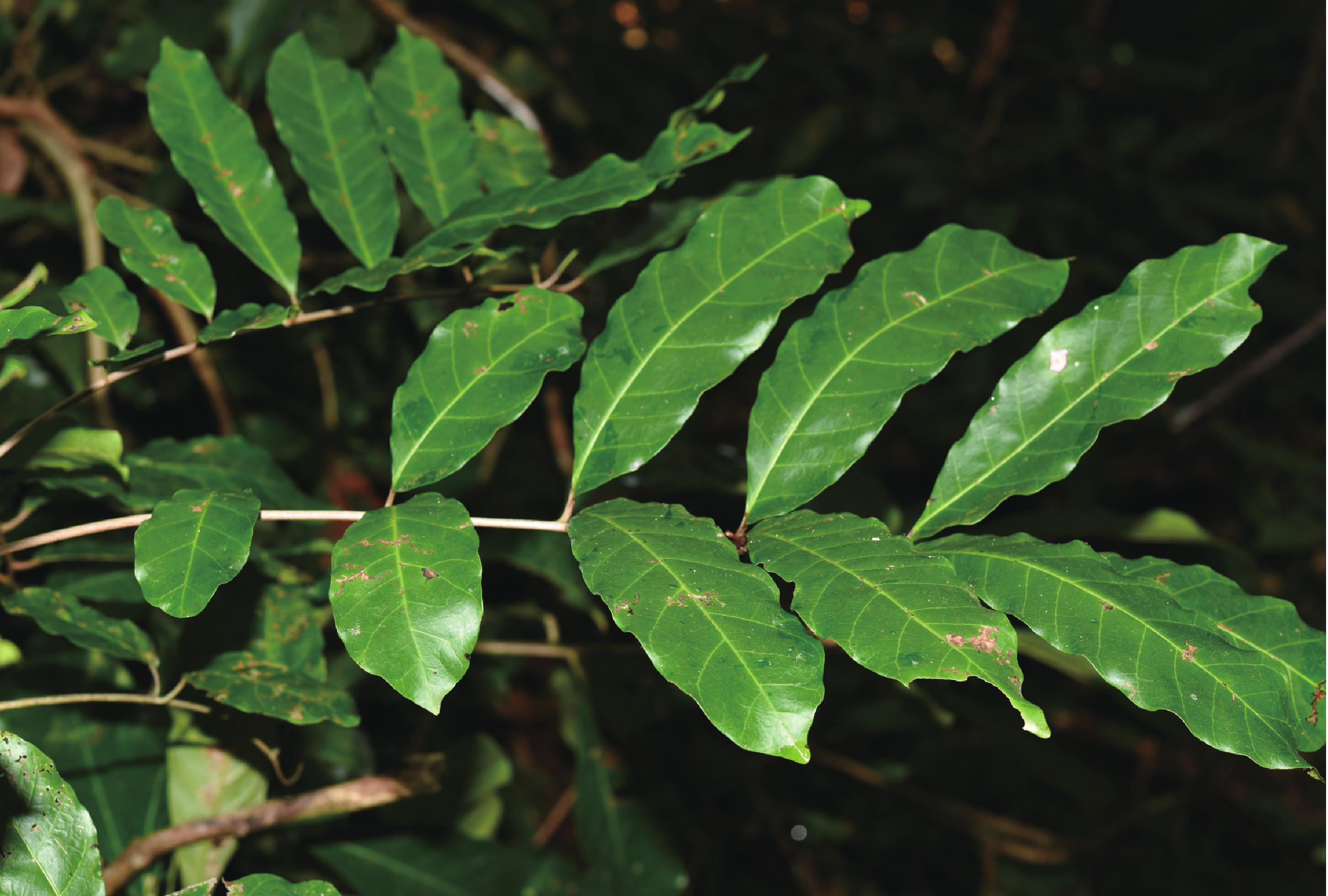 Anacardiaceae