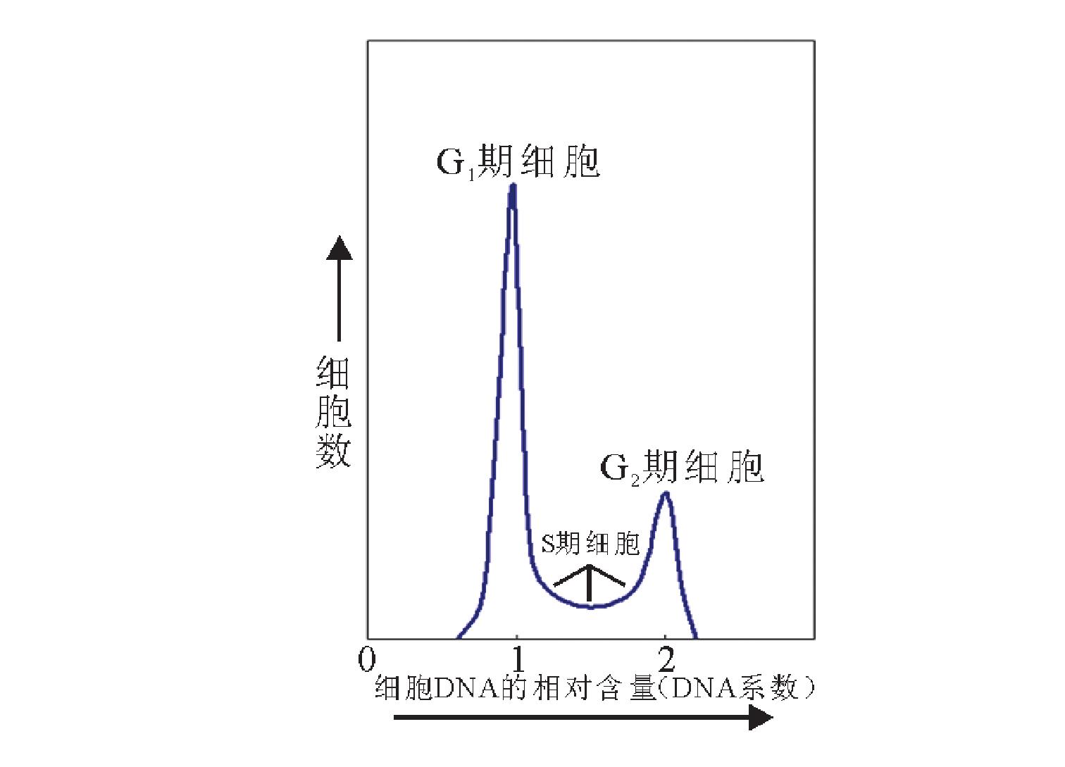 第一節(jié) 細(xì)胞生長周期