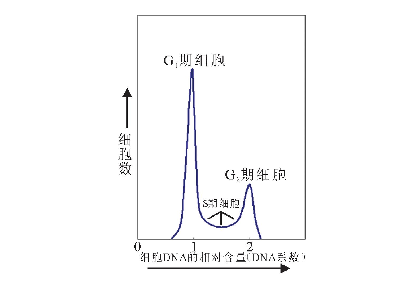 第一节 细胞生长周期