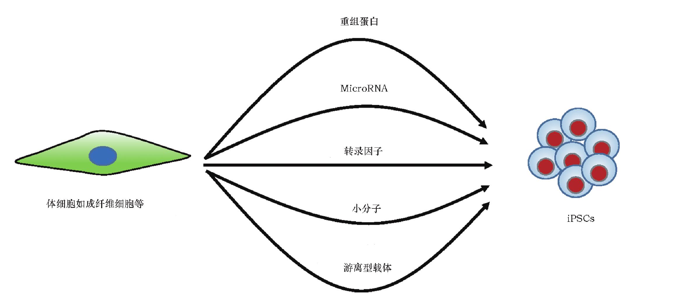 十二、體細(xì)胞去分化或重編程為多能性干細(xì)胞