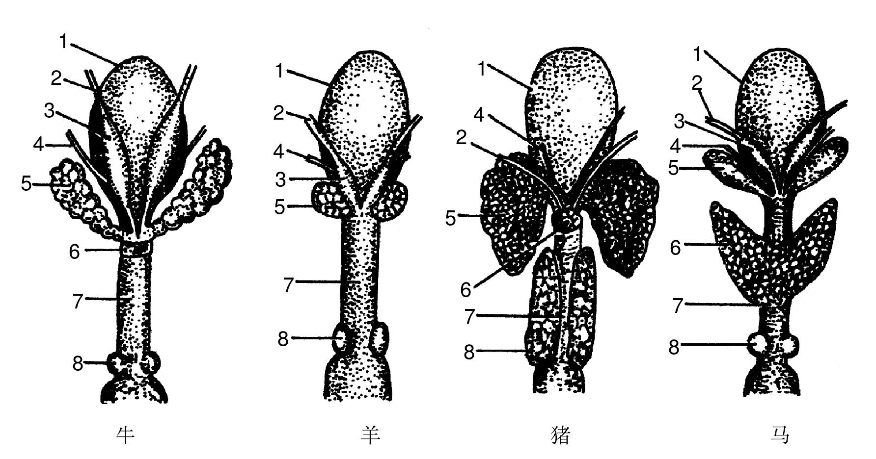 五、副性腺