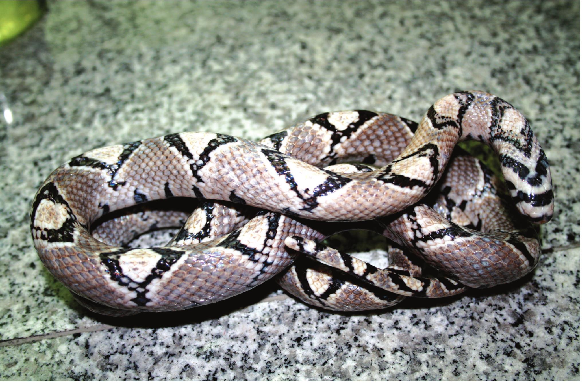 玉斑锦蛇